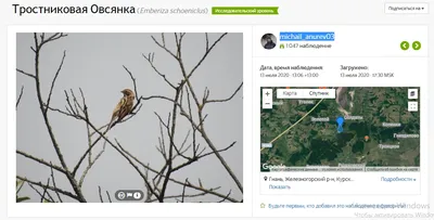 Птицы Курской области's Journal · iNaturalist