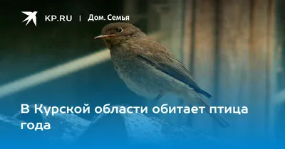 Птицей года признан удод, гнездящийся в Курской области