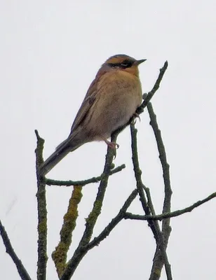 Птицы Курской области's Journal · iNaturalist