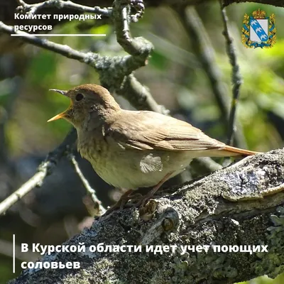 В Курской области замечена редкая северная птица - сибирская завирушка |  Друг для друга Курск | Дзен
