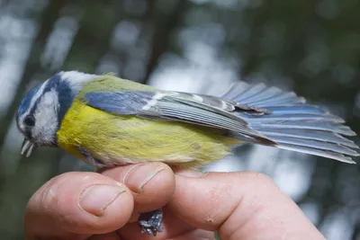 Birds of Russia and Crimea | Птицы России и Крыма's Journal · iNaturalist