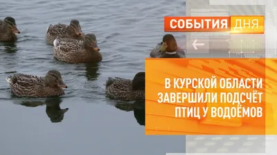 В Курске 1 мая запели соловьи | ГТРК «Курск» - Новости Курска и Курской  области | 13069