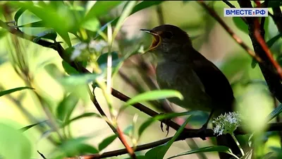 Зимующие птицы Курской области - online presentation