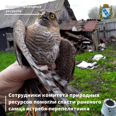 В Курской области замечена редкая северная птица | Друг для друга Курск |  Дзен