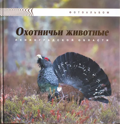 Какие птицы зимуют в Санкт-Петербурге и области: 10 самых распространенных  (с фотографиями) | Маленькие открытия | Дзен