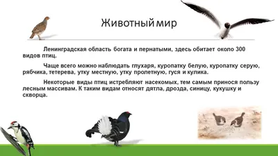 Птицы Ленинградской области и Санкт Петербурга - фото с названиями и  описанием