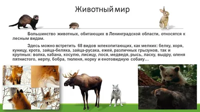 О ЗИМОВКЕ СЕРОЙ ЦАПЛИ ARDEA CINEREA В ЛЕНИНГРАДСКОЙ ОБЛАСТИ – тема научной  статьи по биологическим наукам читайте бесплатно текст  научно-исследовательской работы в электронной библиотеке КиберЛенинка