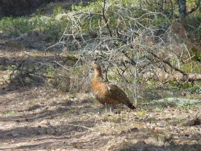 Сойка (Garrulus glandarius). Птицы Европейской России.