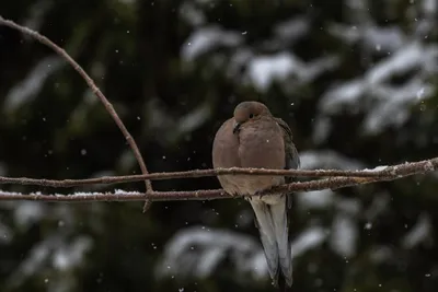 Птицы ленинградской области зимой фото фотографии