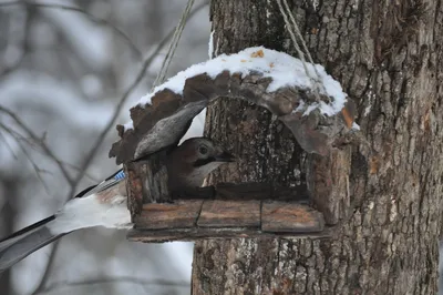 зонтик Российская зима 2022-2023's Journal · iNaturalist