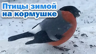 Мониторинг численности зимующих птиц в Ленинградской области зимой  2020-2021 гг.
