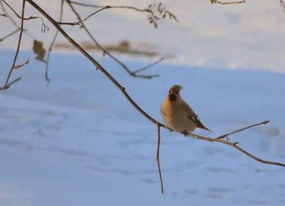 Лесные новости: как зимуют летучие мыши и почему серые цапли обосновались в Ленинградской  области