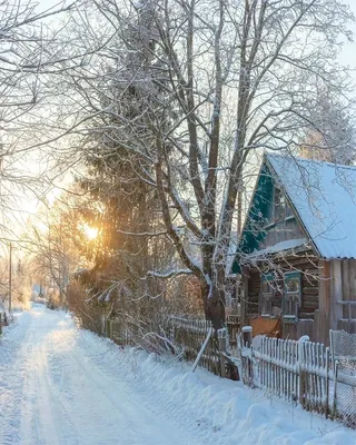 Картинки зимние птицы подмосковья (50 фото) » Юмор, позитив и много смешных  картинок