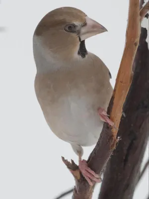 Какие птицы зимуют в Ленинградской области и чем их подкормить