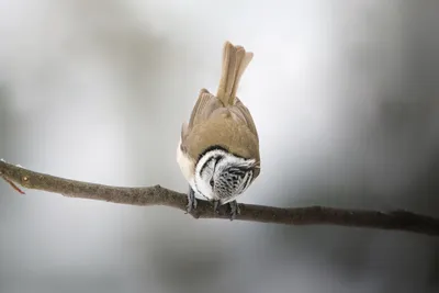 Птицы Ленобласти - 92 фото