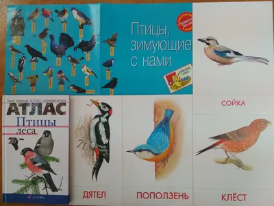 Птицы Троицкого леса: 19 видов, из них только 2 синантропные