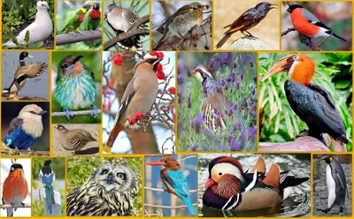 Птицы леса - Культурный мир Башкортостана