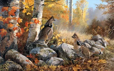 Птицы леса среди листьев упаденных осенью Стоковое Фото - изображение  насчитывающей скандинавско, рождений: 96043968