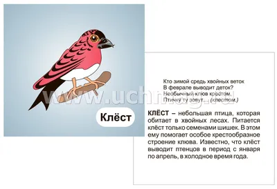 Птицы леса: 12 развивающих карточек с красочными картинками, стихами и  загадками для занят - купить подготовки к школе в интернет-магазинах, цены  на Мегамаркет | Н-224
