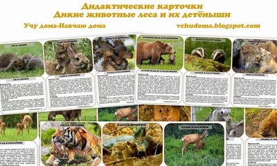 Животные леса (демонстрационный материал, фетр) LIP1256 в  Москве|CLEVER-TOY.RU