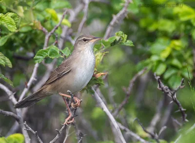 Бэби-бума не будет: редкие птицы в магаданском заповеднике не смогли  нормально размножиться - KP.RU