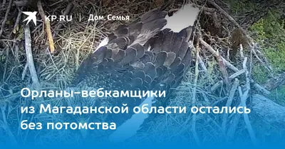 Встречи некоторых редких хищных птиц на юге Магаданской области в  зимне-весенний период 2011-2012 годов