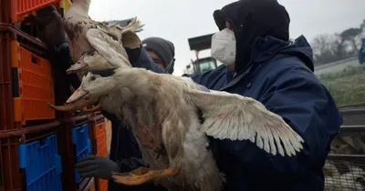 Умирают рядом с сородичами: несколько мешков с беззащитными птенцами  выбросили неизвестные в Магадане - KP.RU