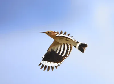 В Марий Эл обнаружили новый вид птицы в орнитофауне региона | Новости  Йошкар-Олы и РМЭ