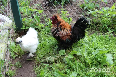 В Республике Марий Эл обнаружена вспышка высокопатогенного гриппа птиц |  Государственная ветеринарная служба Чувашской Республики