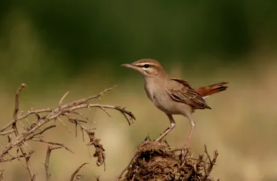 Эколог Марий Эл обнаружил стаю красивых птиц, занесенных в Красную книгу РМЭ