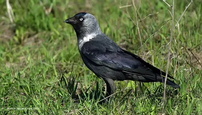 Галка Corvus monedula