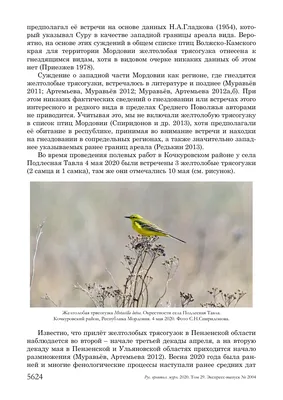 ЖЕЛТОЛОБАЯ ТРЯСОГУЗКА MOTACILLA LUTEA - НОВЫЙ ВИД ПТИЦ РЕСПУБЛИКИ МОРДОВИЯ