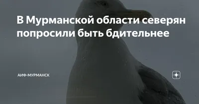 В Мурманской области птицы приступили к гнездованию раньше срока —  Мурманский вестник - #183097