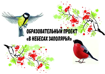 Куда летят воробьиные птицы из Мурманской области на зимовку |  Информационное агентство «Би-порт»