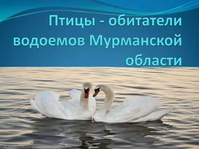 🐔🐖 Поголовье птицы в Мурманской области сократилось на... | Интересный  контент в группе Мурманск ӏ Би-порт ӏ Новости