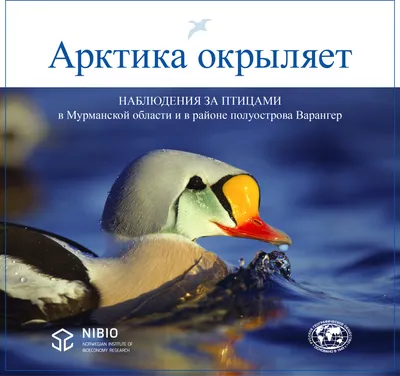 Серебристые чайки стали бояться единственного экотехнопарка в Мурманской  области. Там появилась живая угроза - KP.RU