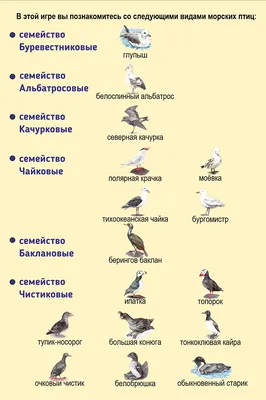 Трехчастные карточки Перелетные птицы России - карточки Монтессори купить и  скачать