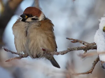 Какие птицы прилетают зимой? Зимние птицы - кочевники | Природа и экология  | annie_wild_life | Дзен