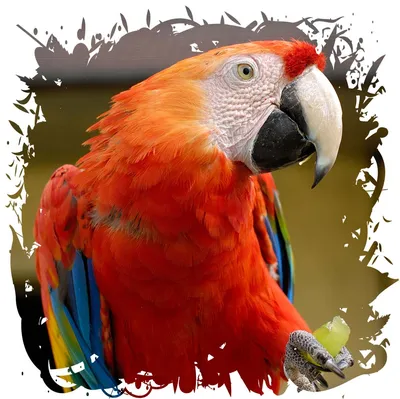 Чудо природы: удивительные райские птицы | Пикабу