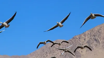 Птицы Верхнего Поволжья на фотографиях
