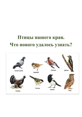 Птицы нашего края» 2022, Ютазинский район — дата и место проведения,  программа мероприятия.