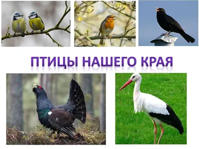 Зимующие птицы нашего края / Устюженский краеведческий музей