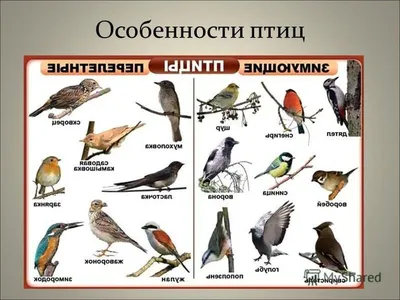 Межпоселенческая централизованная библиотечная система | Новости