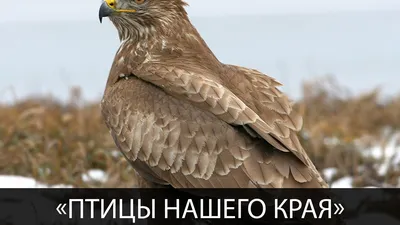 ПТИЦЫ НАШЕГО КРАЯ