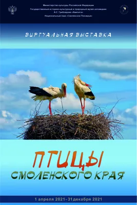 Птицы нашего края» — «Средняя общеобразовательная школа № 8»