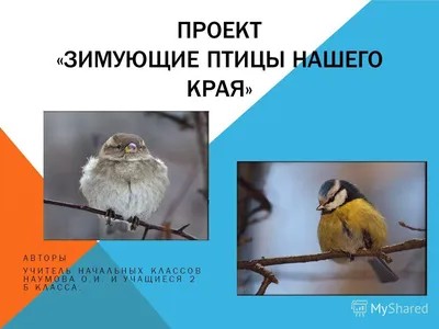 Птицы Новгородской области / Birds of Novgorod Oblast's Journal ·  iNaturalist