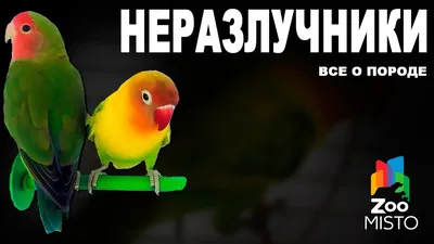 Архив Неразлучники разные виды и окрасы ✔️ 650 грн. ᐉ Попугаи в Киеве на  BON.ua 76755267