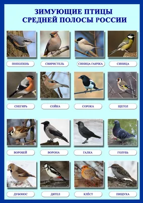 Зимующие птицы нижегородской области (44 фото)