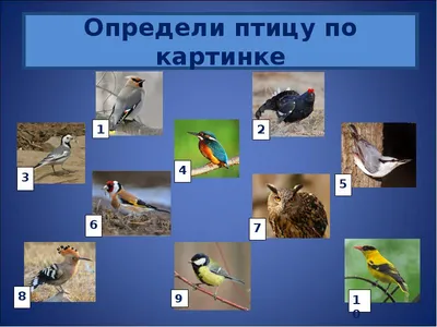Птицы Нижегородской области - презентация, доклад, проект