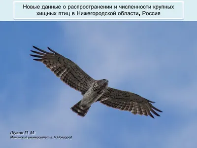 Новые данные о распространении и численности крупных хищных птиц в Нижегородской  области, Россия by Anna Shestakova - Issuu